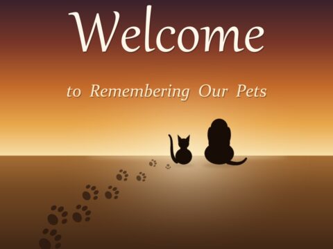 A dog and a cat sitting together watching a golden sunset, with a trail of paw prints leading to them